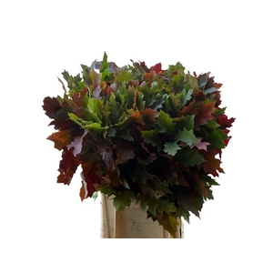 QUERC RUBRA