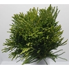 Greens - Berzelia Lanuginosa (White)