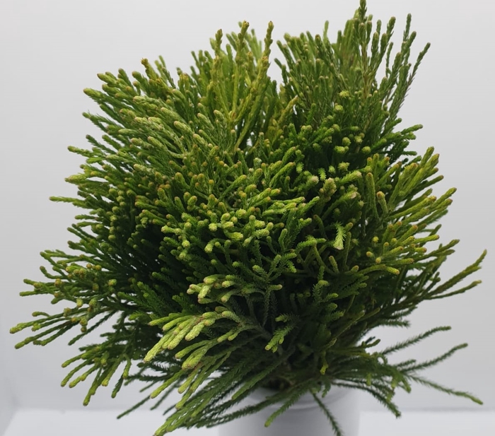 Greens - Berzelia Lanuginosa (White)