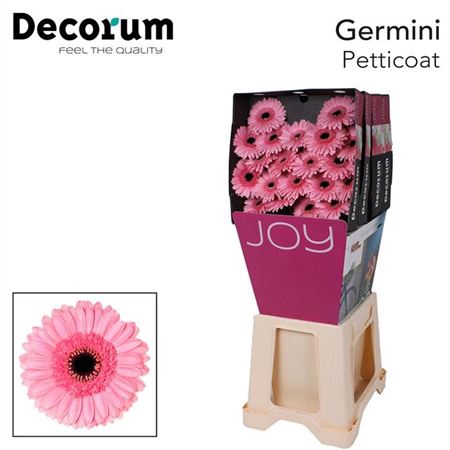 <h4>Ge Mi Petticoat Diamond</h4>