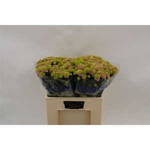 Chr S Aaa Jeanny Pin