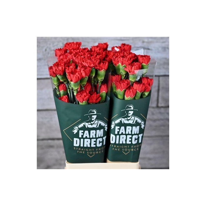 <h4>Di St Don Pedro</h4>