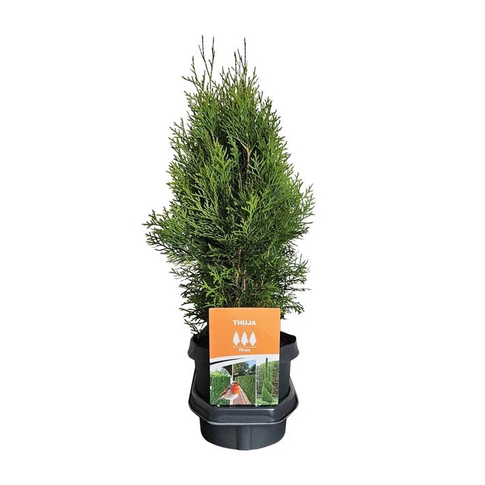 <h4>Hedgeline Thuja occidentalis Smaragd C3</h4>
