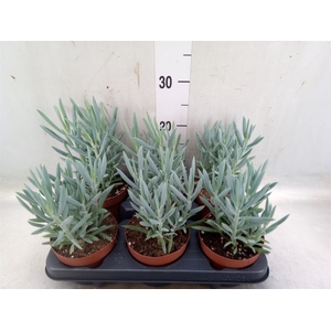 Curio ficoides 'Mount everest'