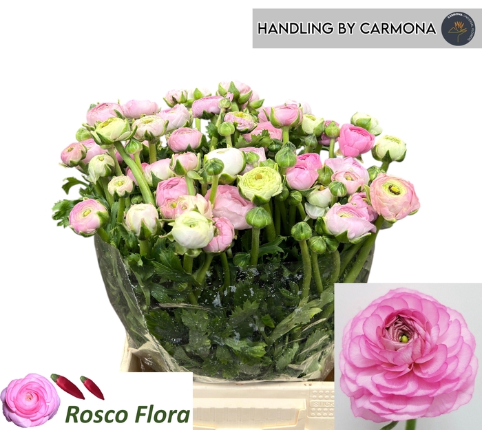 <h4>RAN EL PINK</h4>