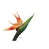 Strelitzia Orange
