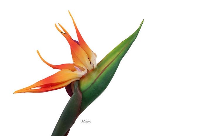 Strelitzia Orange