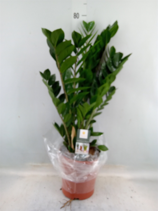 <h4>Zamioculcas zamiifolia</h4>