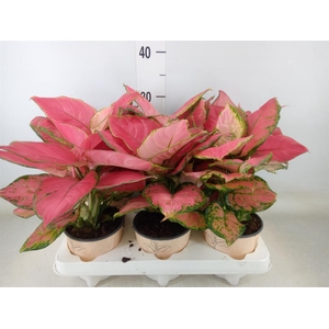 Aglaonema   ...