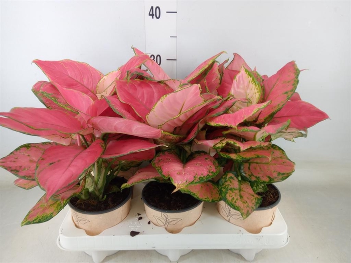 <h4>Aglaonema   ...</h4>