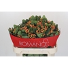 Hypericum Mellow Romance Spray