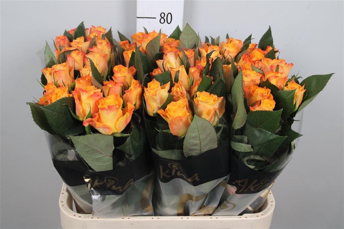 <h4>R Gr Marie-claire!</h4>