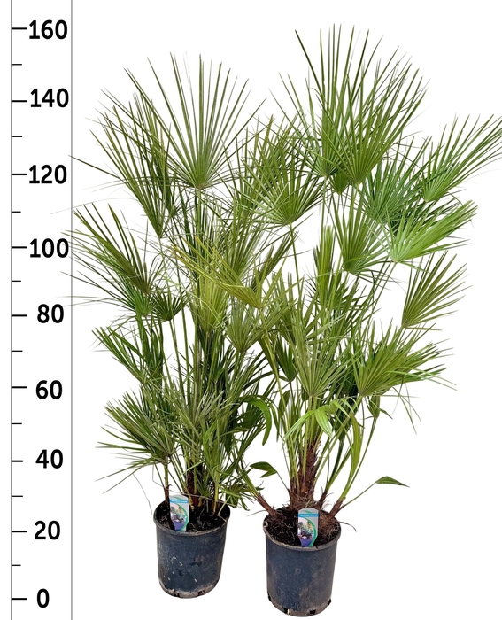 <h4>CHAM HUMILIS</h4>