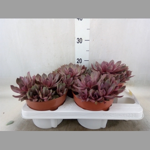 Succulents   ...