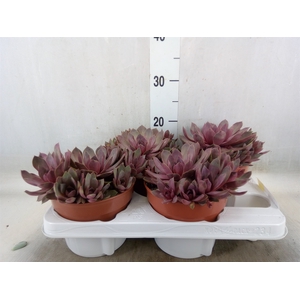 Succulents   ...