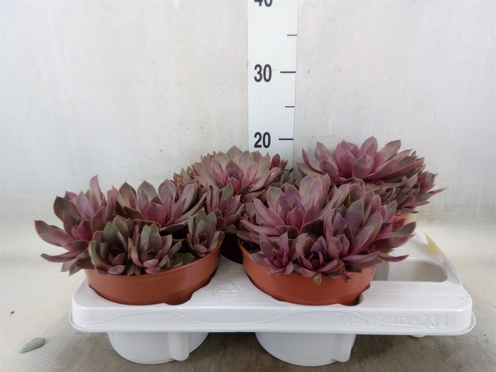 <h4>Succulents   ...</h4>