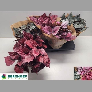 Begonia BD 'Beleaf'   ...mix
