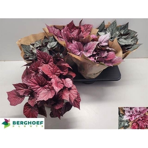 Begonia BD 'Beleaf'   ...mix