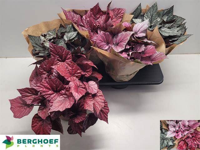 <h4>Begonia BD 'Beleaf'   ...mix</h4>