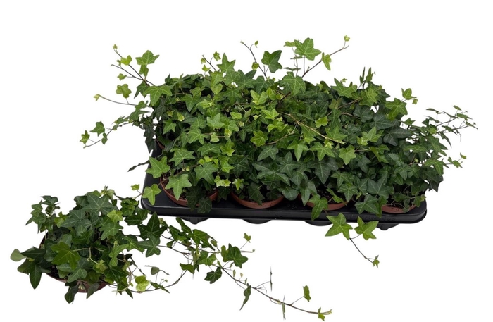 <h4>HED HE PITTSBURGH</h4>