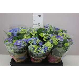 Hydrangea Early Blue 6-7