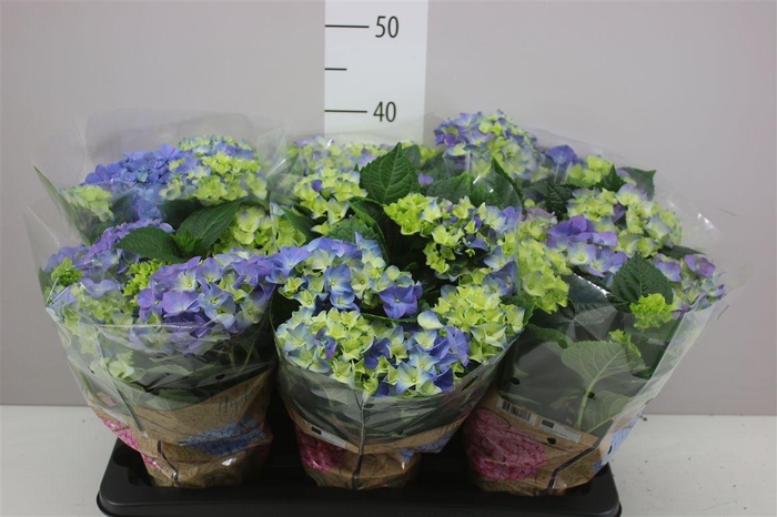 <h4>Hydrangea Early Blue 6-7</h4>