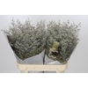 Limonium ov Misty Blue