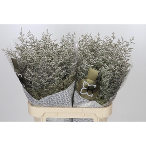 Statice Misty Blue