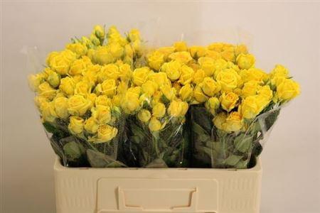 <h4>R Tr Tarantella</h4>