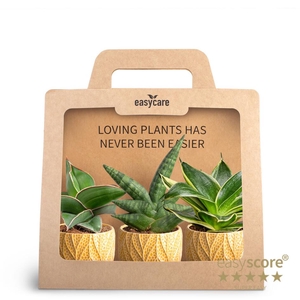 3-Pack Leaf Tangerine P7
