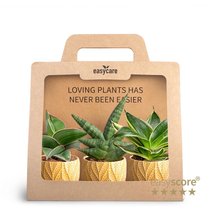 <h4>3-Pack Leaf Tangerine P7</h4>