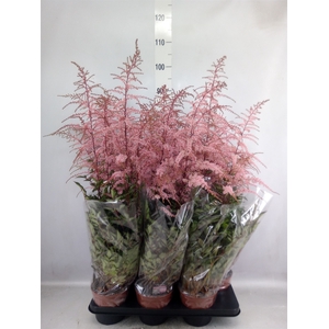 Astilbe   ...