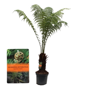 Dicksonia Antarctica (Tasmaanse Boomvaren)