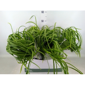 Rhipsalis   ...