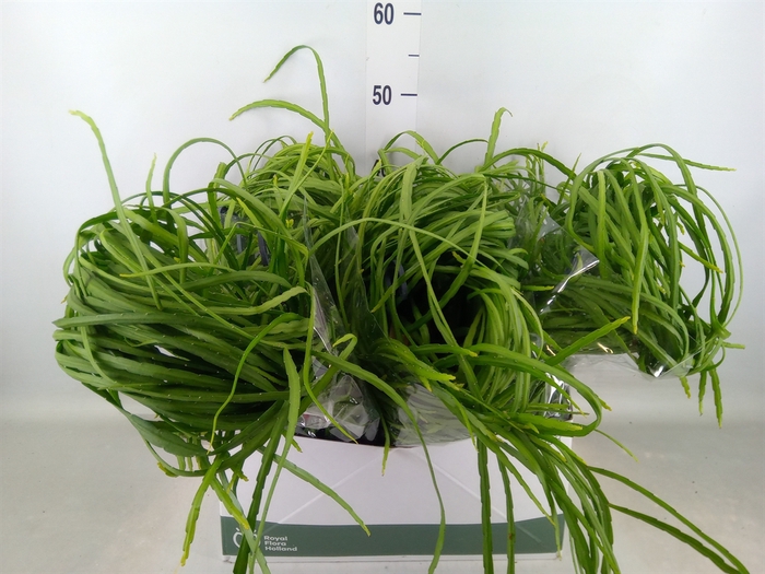 <h4>Rhipsalis   ...</h4>