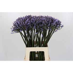 Agapanthus Happy Blue