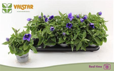 <h4>Platyco Gr Astra Blu</h4>