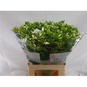 PHLOX P WHIT