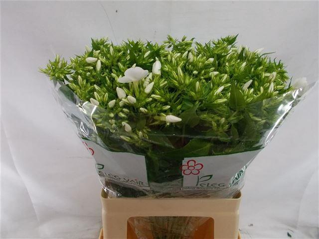 PHLOX P WHIT