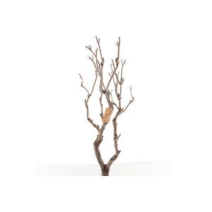 Syringa Branch Extra Ficher