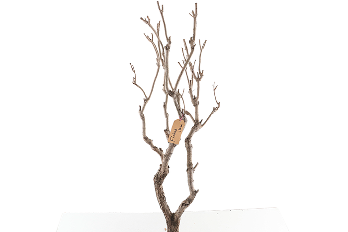<h4>Syringa Branch Extra Ficher</h4>