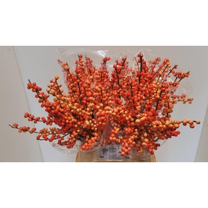 ILEX VE OUDIJ ORANGE