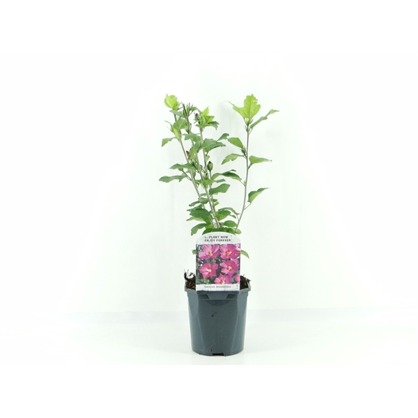 <h4>Hibiscus syr. Woodbridge</h4>