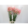 Nerine Casandra