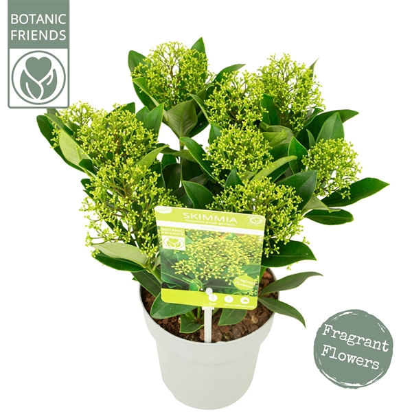 <h4>Skimmia japonica 'Thereza' ®</h4>