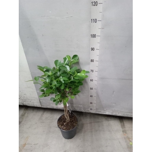 Ficus microcarpa 'Moclame'