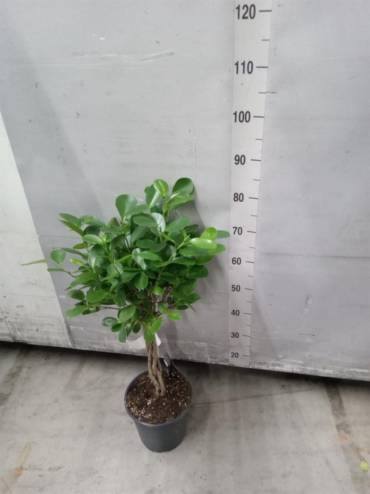 <h4>Ficus microcarpa 'Moclame'</h4>