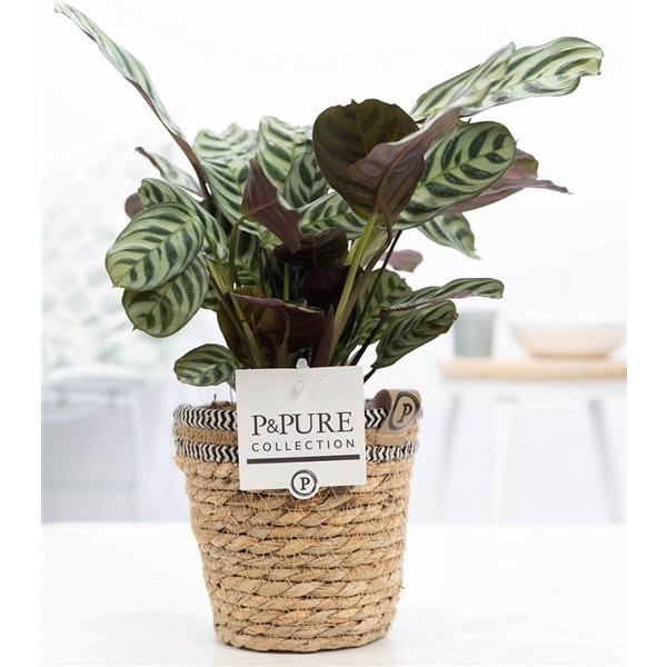 <h4>Ctenanthe Burle Marxii in P&PURE Basket 6</h4>