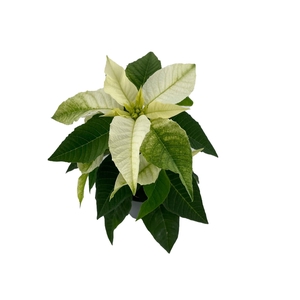 Princettia White