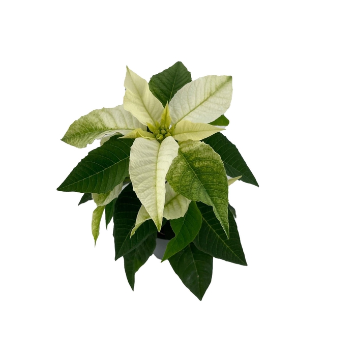 <h4>Princettia White</h4>